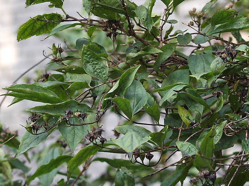 Изображение особи Philadelphus coronarius.