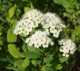 Spiraea media