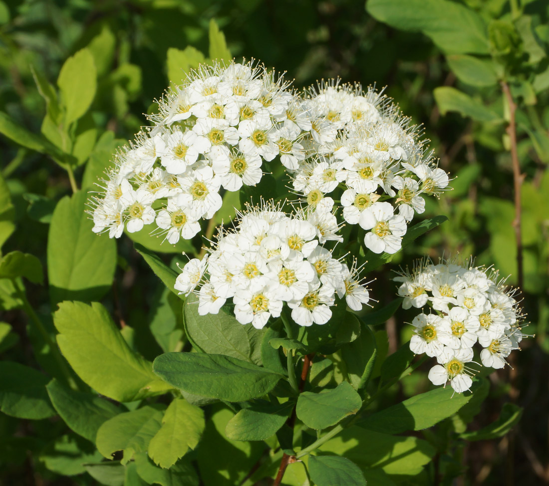 Изображение особи Spiraea media.