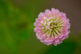 Trifolium hybridum