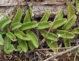 Veronica officinalis. Часть побега. Архангельская обл., Вельский р-н, окр. пос. Усть-Шоноша, рудеральное место. 30.06.2010.