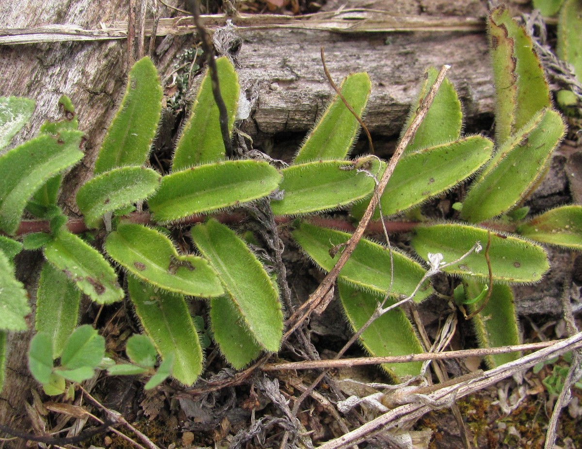 Image of Veronica officinalis specimen.