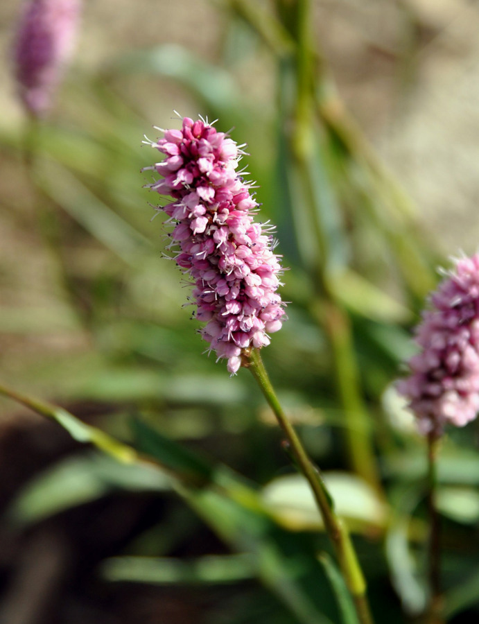 Изображение особи Bistorta officinalis.