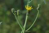 Sonchus arvensis subspecies uliginosus. Общее соцветие с нераспустившимися и распустившимся соцветиями-корзинками. Ленинградская обл., Всеволожский р-н, окр. пос. Куйвози, обочина дороги. 30.08.2015.