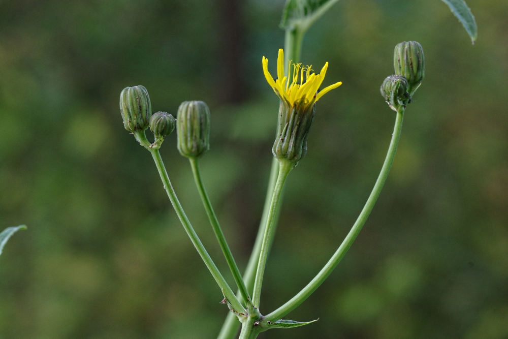 Изображение особи Sonchus arvensis ssp. uliginosus.