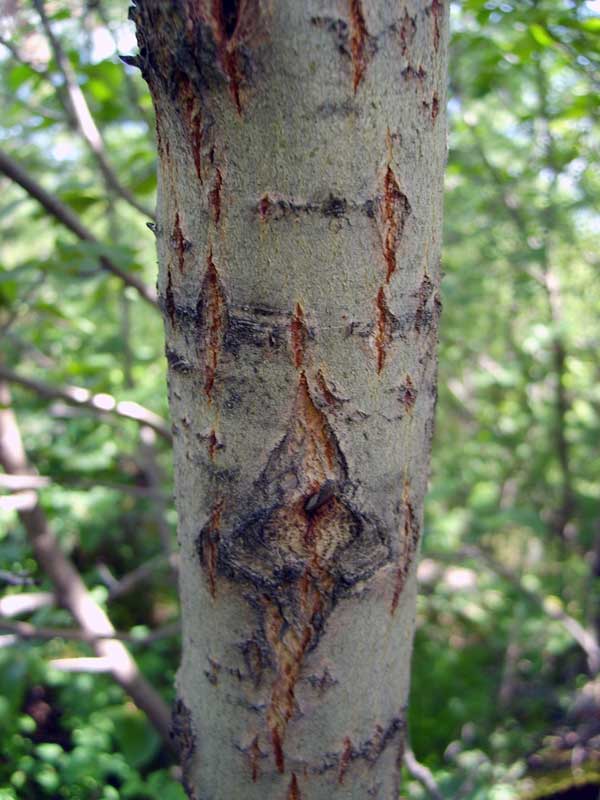 Image of Duschekia fruticosa specimen.
