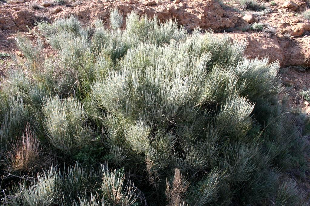 Изображение особи Ephedra procera.