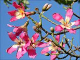 Ceiba speciosa