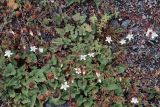 genus Campanula. Цветущее растение. Кабардино-Балкарская Республика, высокогорье в р-не северного склона Главного Кавказского (Водораздельного) хребта, ущ. Дыхсу в нижнем течении, зарастающий прирусловой галечник. 01.08.2012.