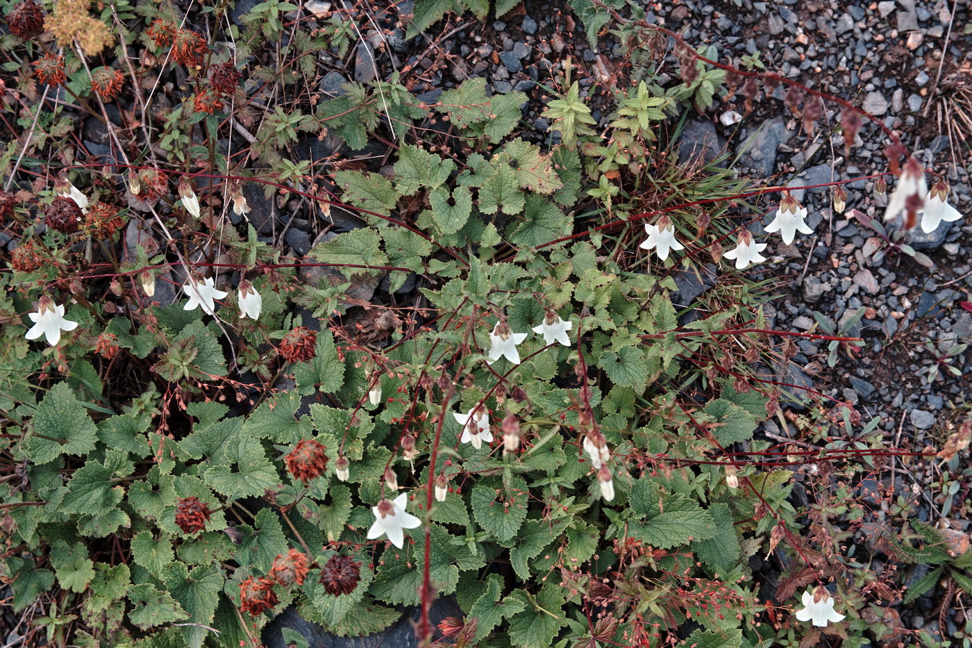 Image of genus Campanula specimen.