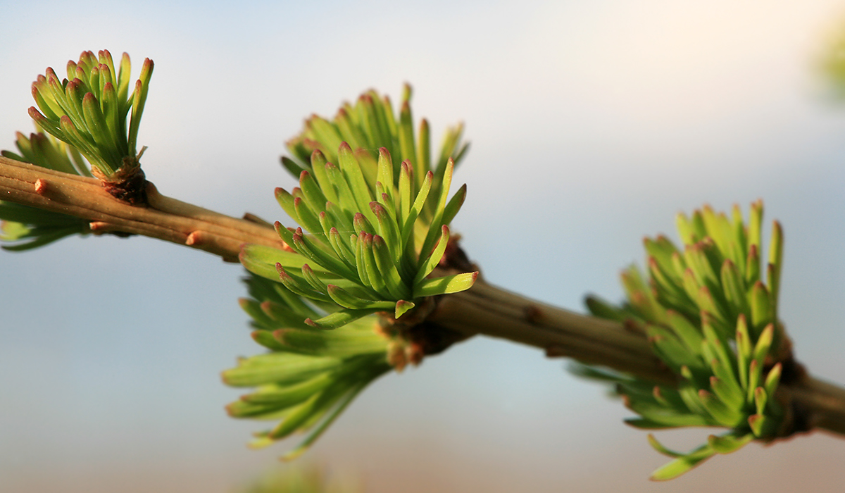 Image of Larix sibirica specimen.