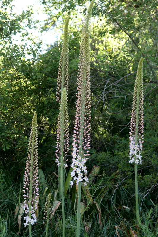 Image of Eremurus robustus specimen.