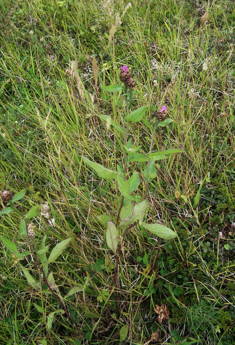 Image of Centaurea jacea specimen.