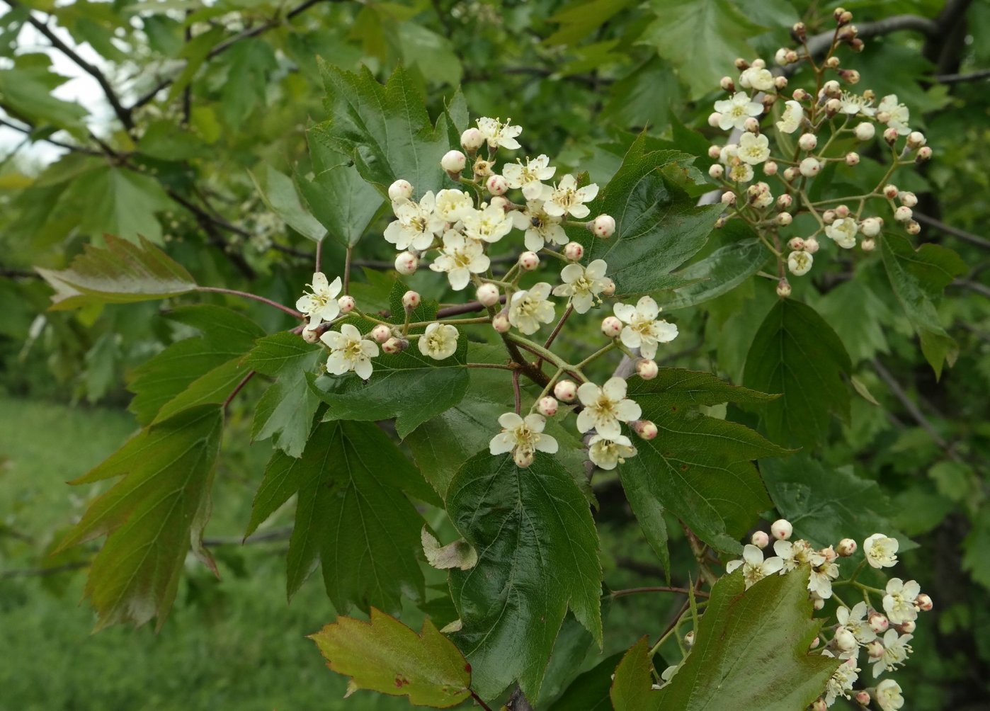 Изображение особи Sorbus torminalis.