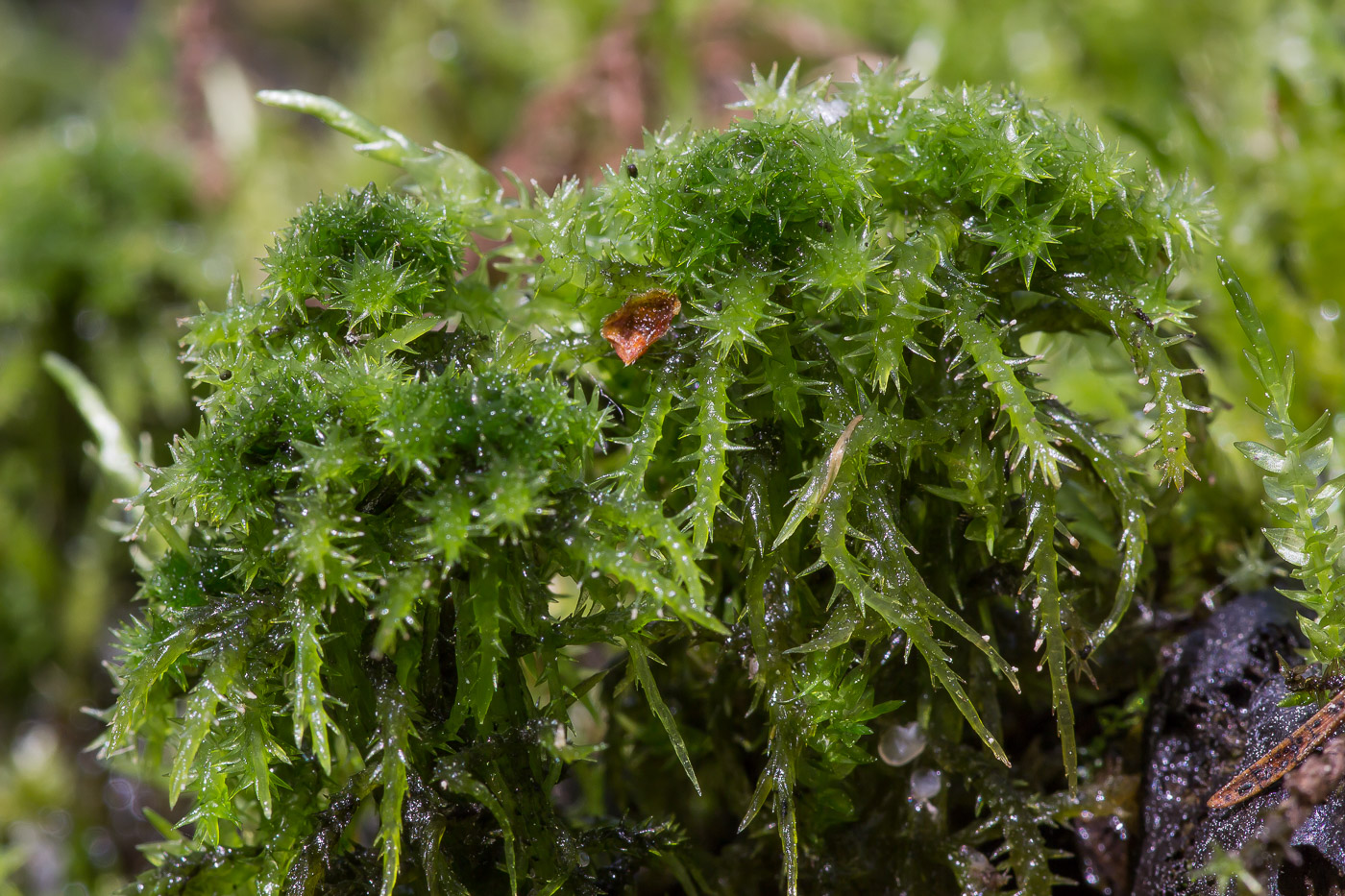 Изображение особи Sphagnum squarrosum.