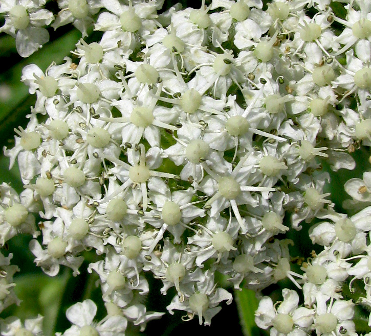 Image of Heracleum stevenii specimen.