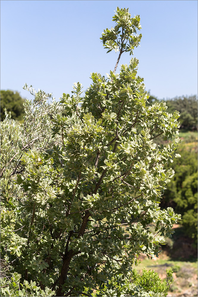 Image of Quercus ithaburensis specimen.