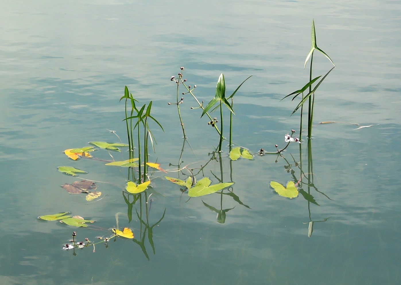 Image of Sagittaria sagittifolia specimen.