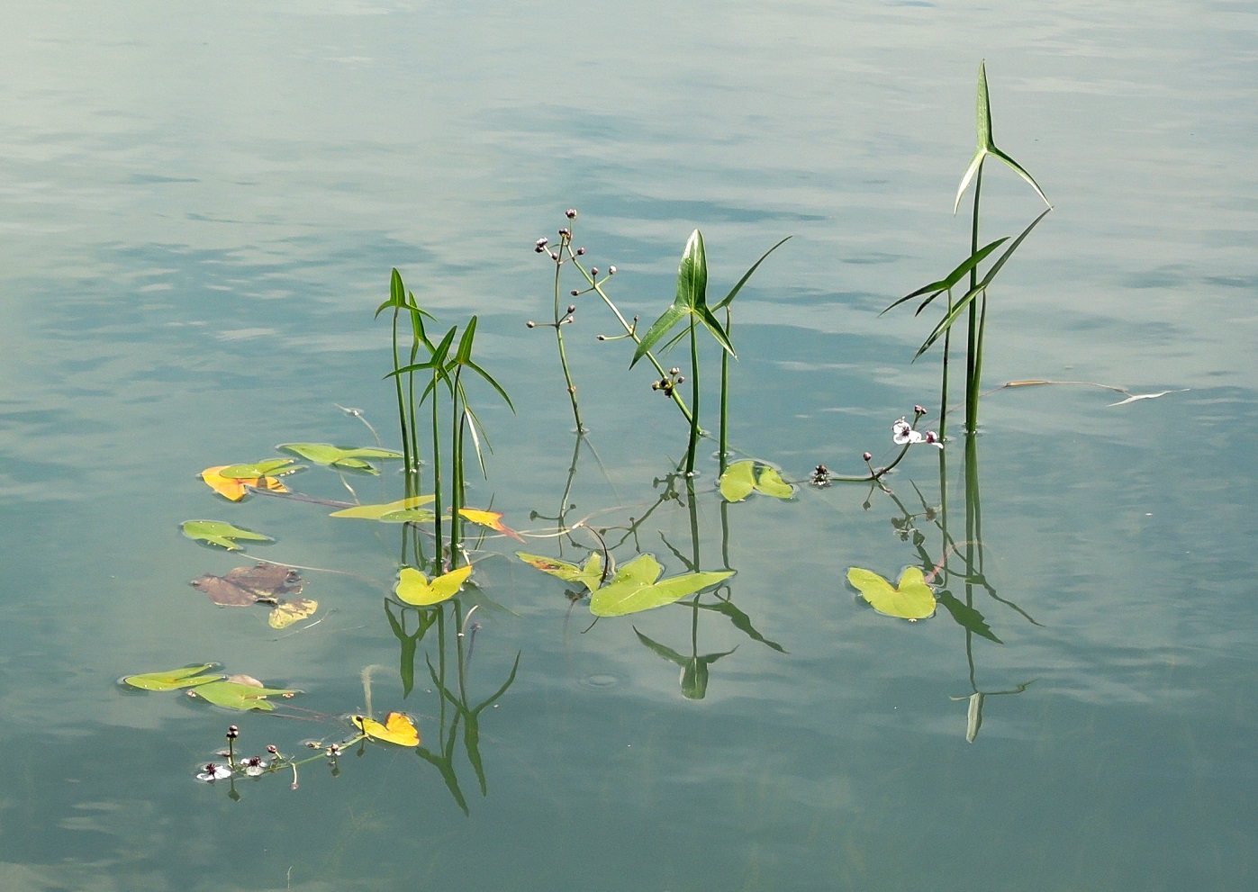 Изображение особи Sagittaria sagittifolia.