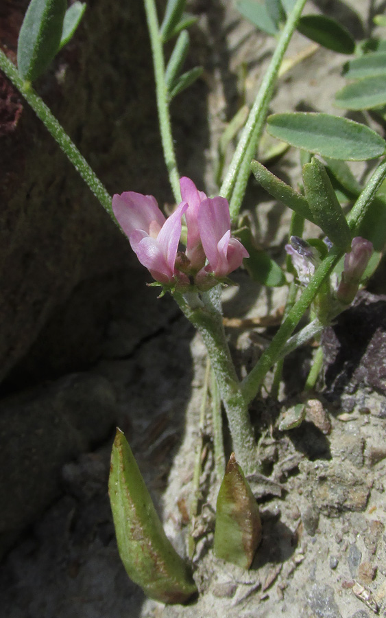 Изображение особи Astragalus oxyglottis.