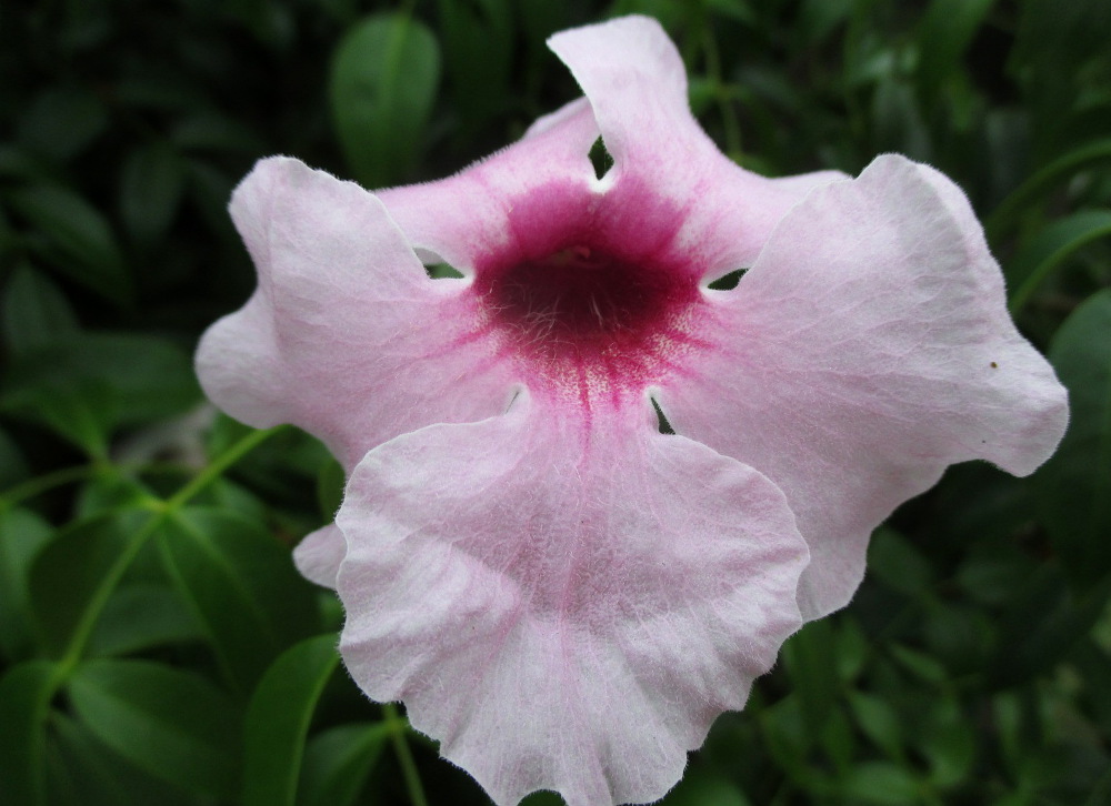 Изображение особи Pandorea jasminoides.