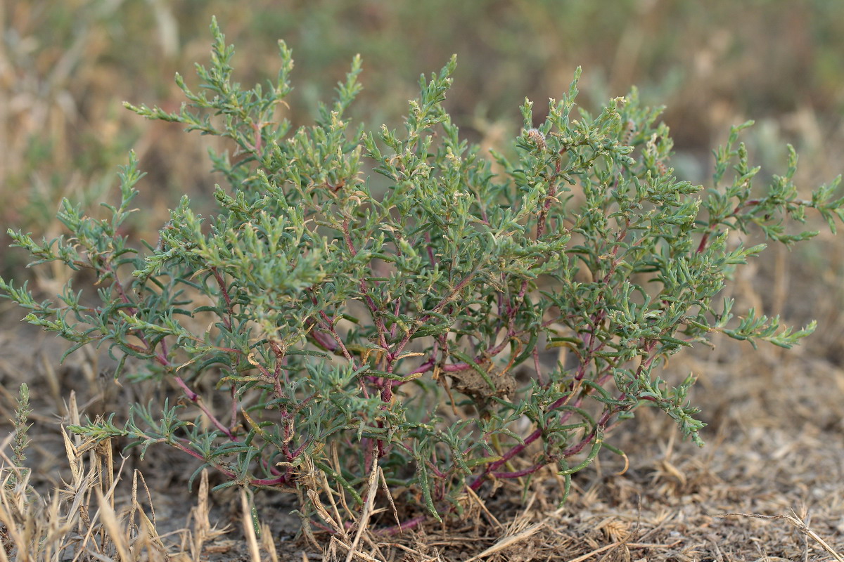 Image of Petrosimonia oppositifolia specimen.