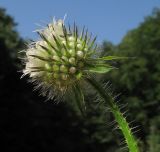 Dipsacus pilosus. Верхушка побега с соцветием. Краснодарский край, м/о г. Геленджик, щель Капустная, каменистое русло временно пересохшего ручья. 16.07.2016.