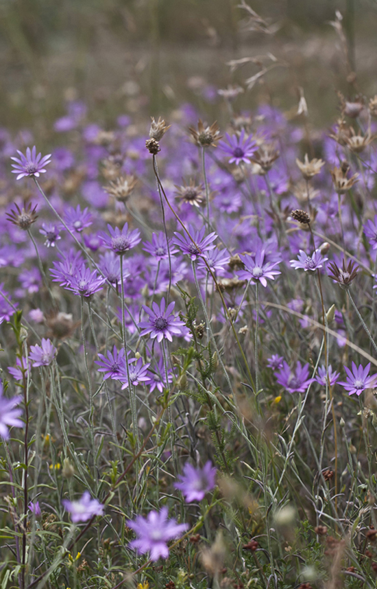 Image of Xeranthemum annuum specimen.