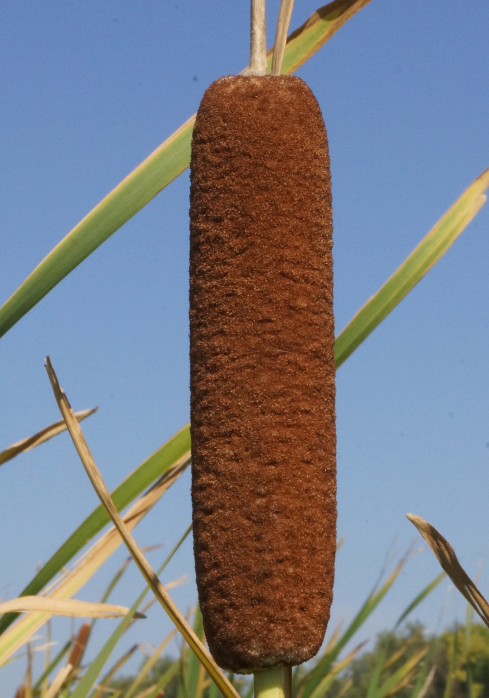 Изображение особи Typha latifolia.