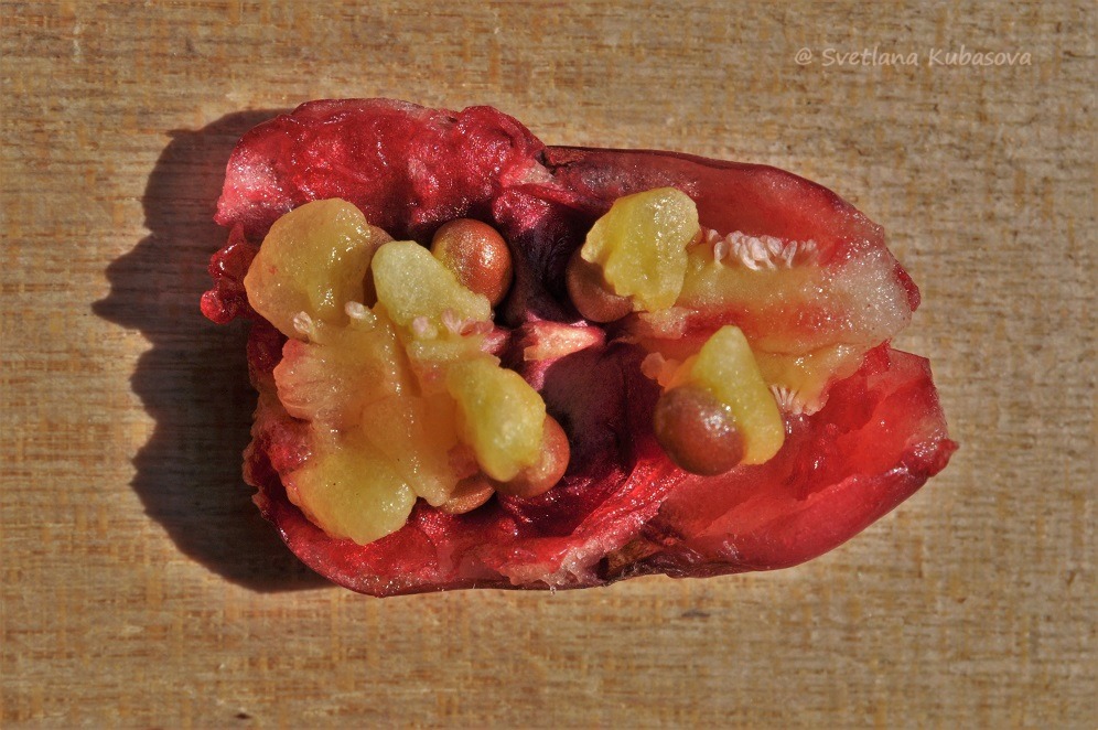 Image of Trillium flexipes specimen.