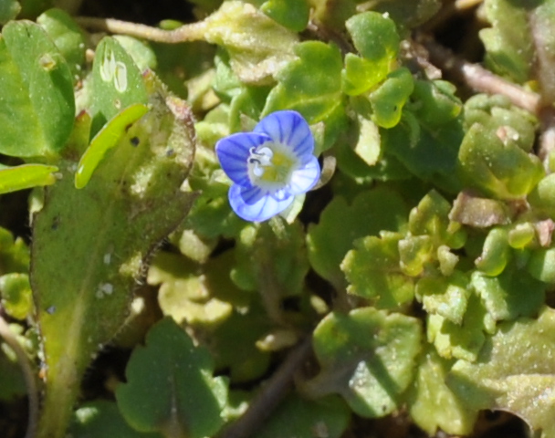 Image of Veronica polita specimen.
