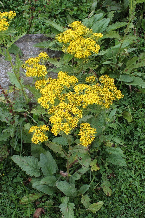 Image of Senecio raphanifolius specimen.