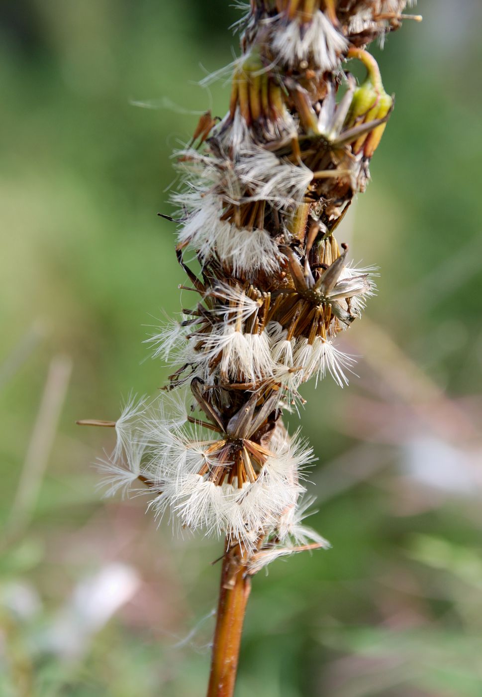 Image of Ligularia sibirica specimen.