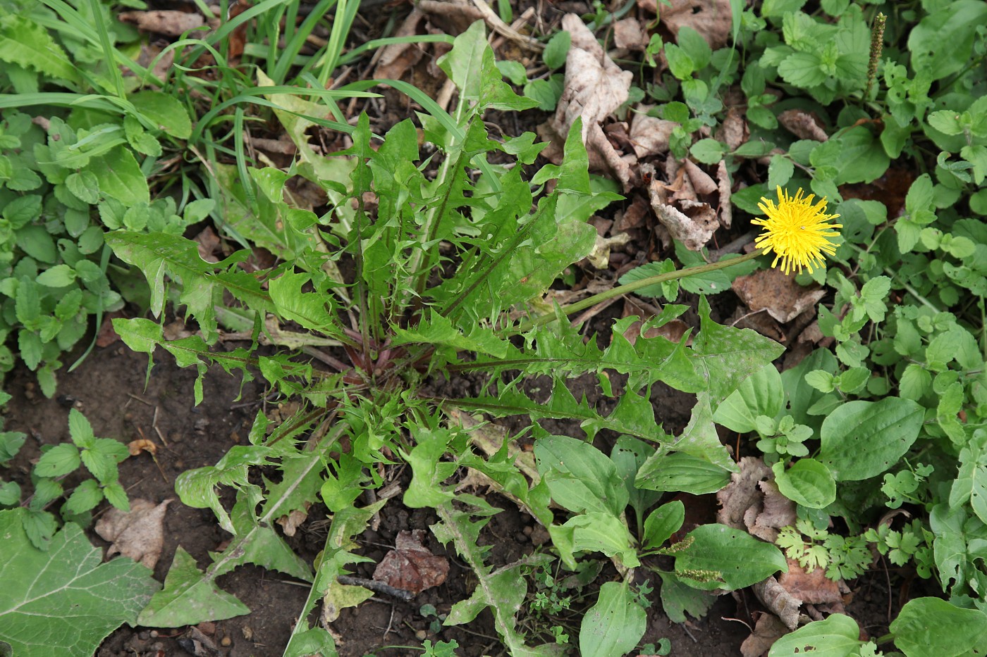 Image of Taraxacum officinale specimen.