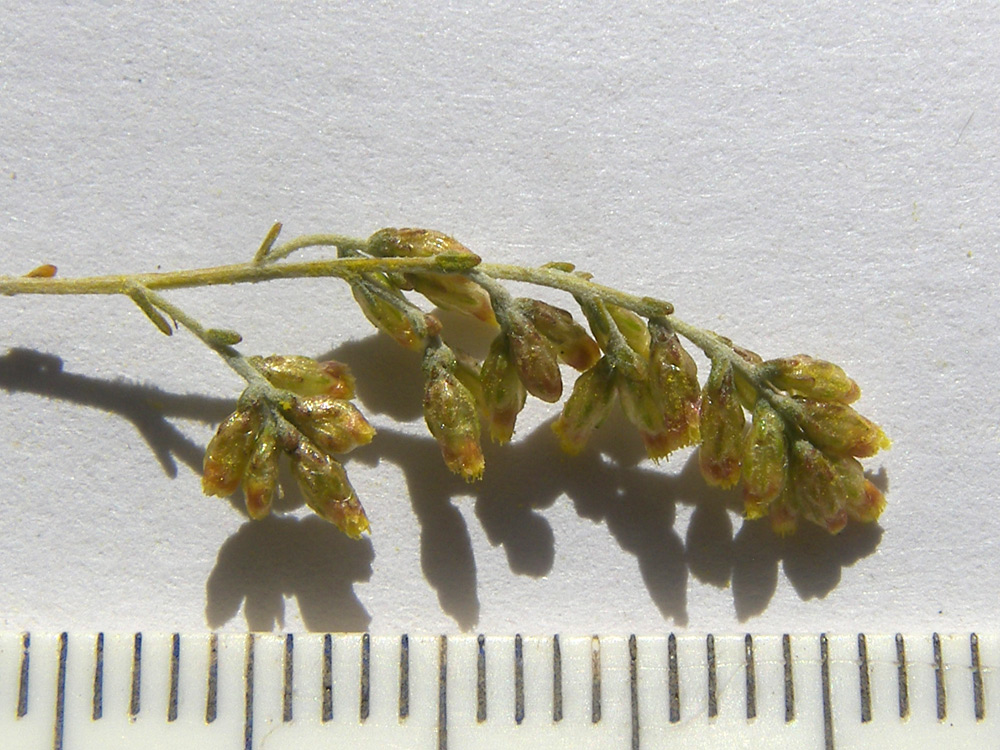 Image of Artemisia santonicum specimen.