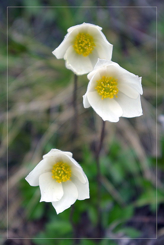 Изображение особи Anemone ochotensis.