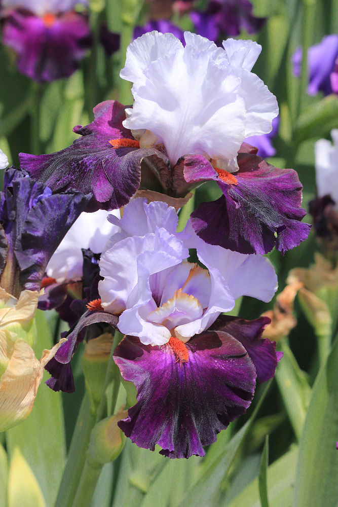 Image of Iris &times; hybrida specimen.