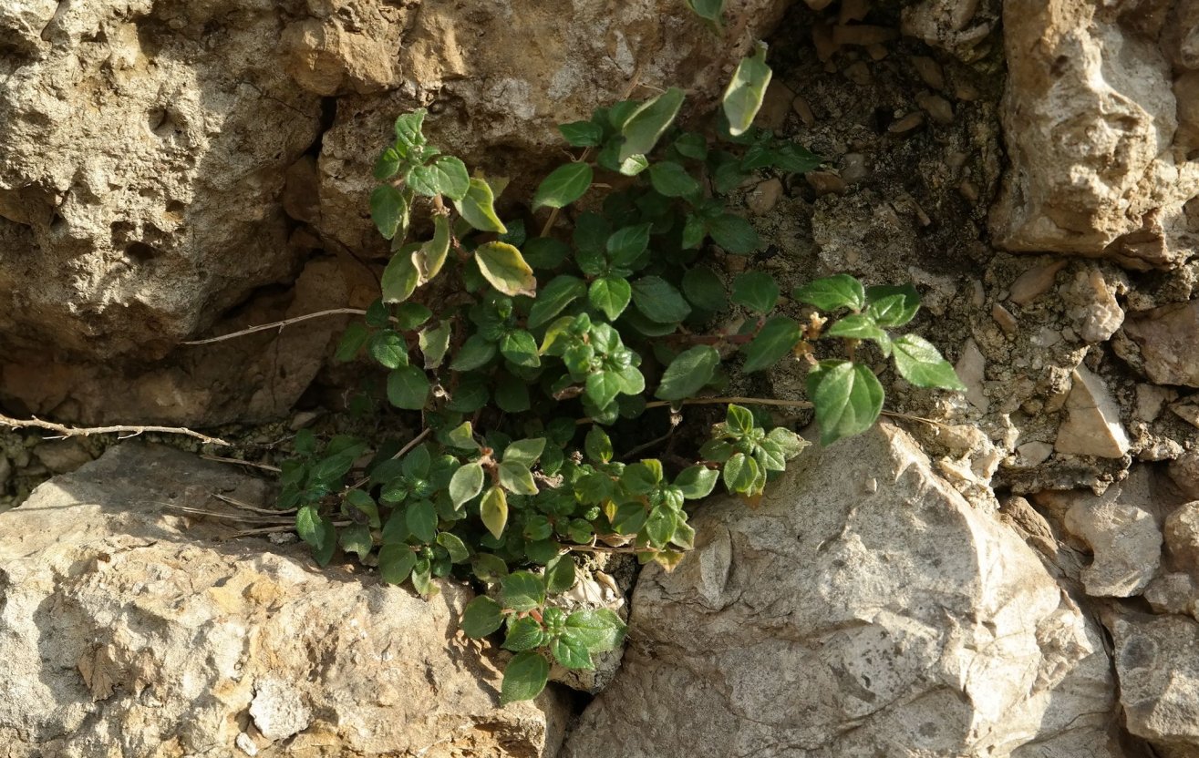 Image of Parietaria judaica specimen.