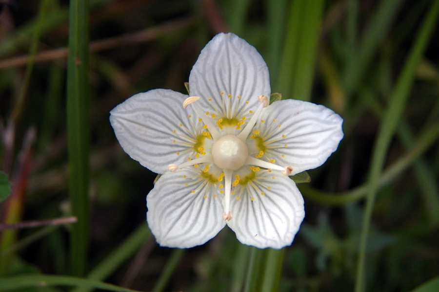 Image of Parnassia palustris specimen.