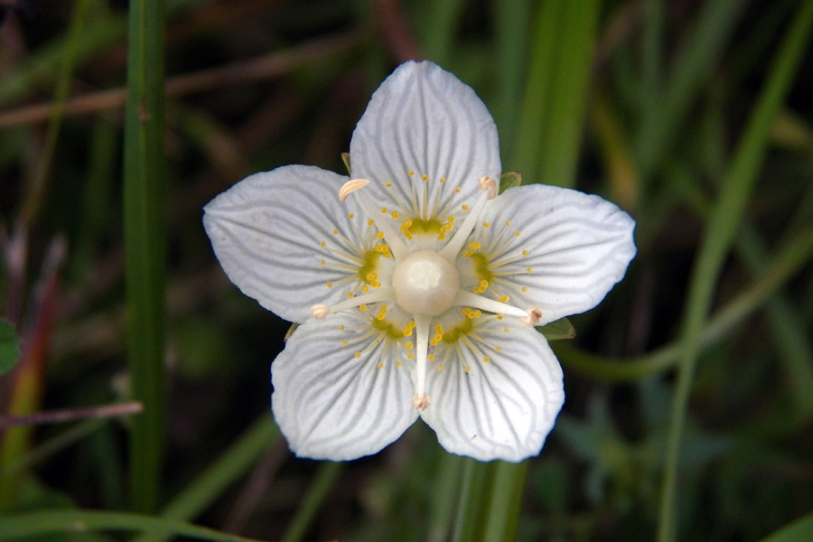 Изображение особи Parnassia palustris.