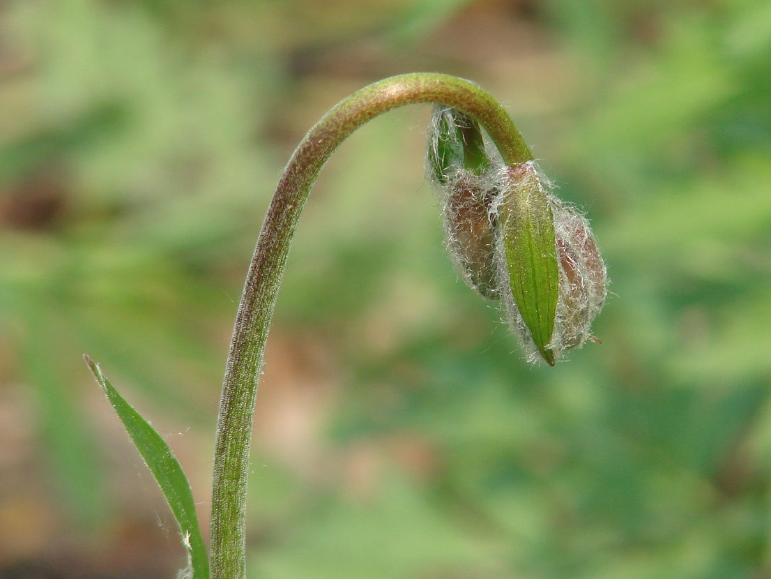 Image of Lilium pilosiusculum specimen.