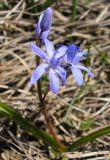 Scilla bifolia