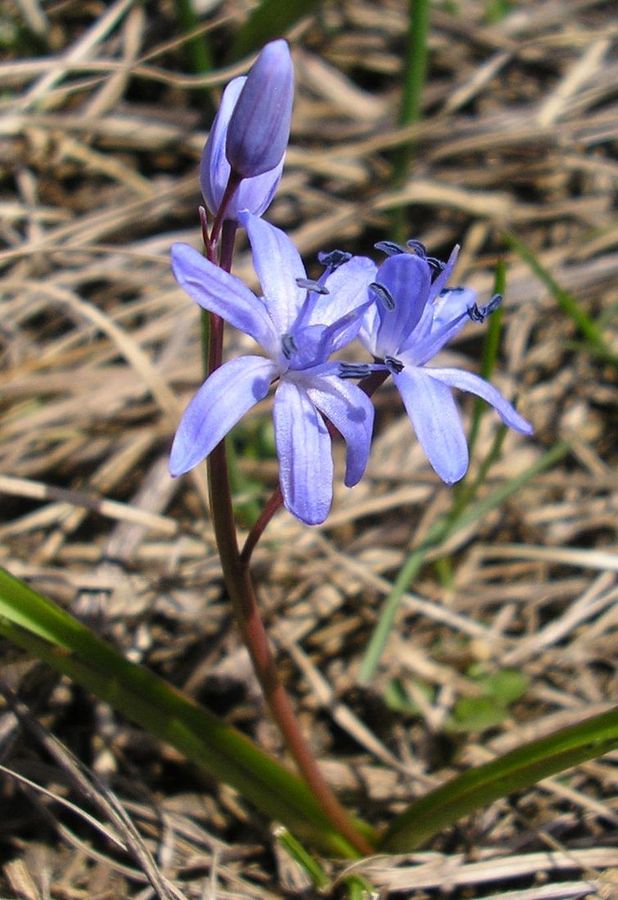 Изображение особи Scilla bifolia.