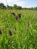 Phyteuma nigrum. Верхушки цветущих растений. Нидерланды, провинция Drenthe, национальный парк Drentsche Aa, пойменный луг. 24 мая 2008 г.