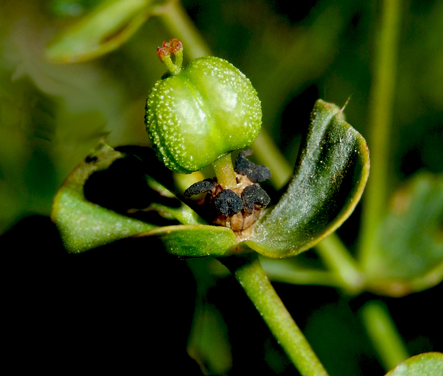 Изображение особи Euphorbia subtilis.