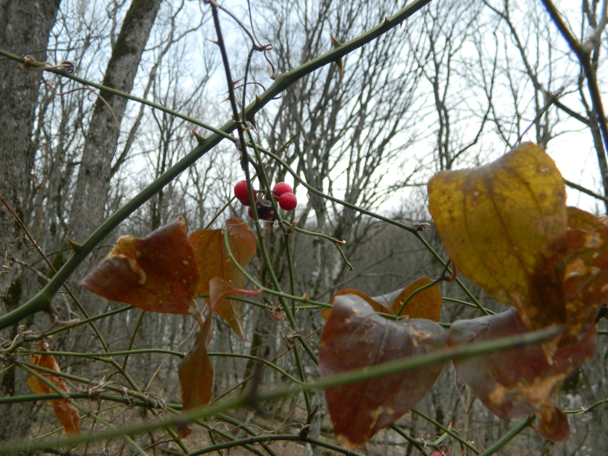 Image of Smilax excelsa specimen.