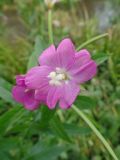 Epilobium hirsutum