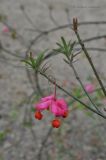 Euonymus nanus