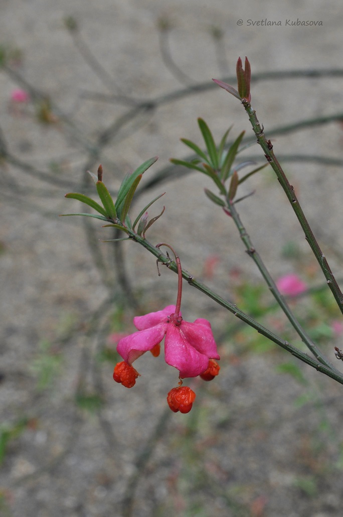 Изображение особи Euonymus nanus.