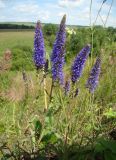 Veronica spicata. Верхушки побегов с соцветиями. Республика Мордовия, Ромодановский р-н, окр. с. Вырыпаево, луг на открытом склоне. 16 июля 2015 г.